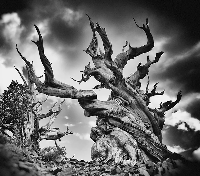 Oliver Tollison - Ancient Bristlecone Pine